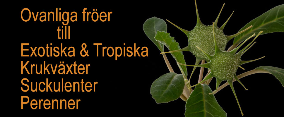 plantanica frö exotiska och tropiska